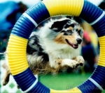 Agility 