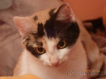 Aretka 