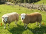 Beran TEXEL 