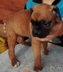 Boxer 