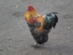 brahmanky kohouti prodej 