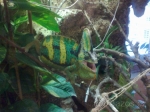 chameleon-jemensky-1861664 