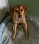 Daruji psa do dobrých rukou 