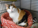 Dita je krásná velká tříbarevná kočičí  krasavice. 