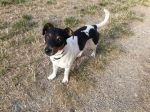 Jack Russell Terier 