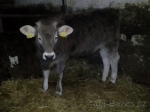 jalovicka-brown-swiss 