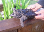 kajmanka supí 20 cm 