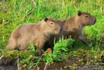 Kapybara 