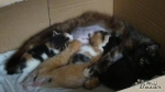 Krásná kočičí maminka a pět koťátek hledají doma  