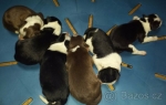 Nádherná štěňátka Border kolie + dárk.balíček 