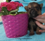 Norwich terrier 