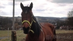 Paint horse - valach 