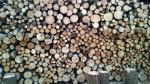 Palivové dřevo 