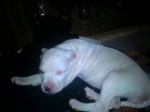 Pitbul x s bandogem. 