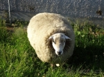 Plemenný beran TEXEL 