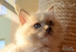 Ragdollí princeznička Wendy 