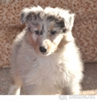 Šeltie -sheltie s PP- prodám blue merle a trikolorního 