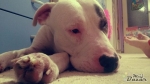Staford pitbull krizenec 