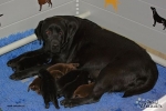 Štěňátka Labrador Retriever s PP 