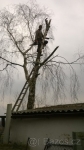 Výškové kácení stromů lanovou technikou 